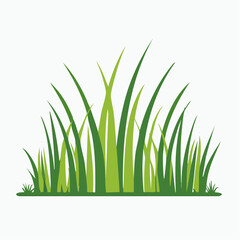 Fototapeta premium Green Grass Illustration
