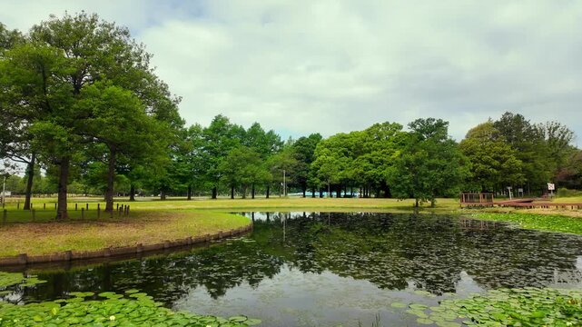 Serene park landscape with lush green trees reflected in a tranquil pond with aquatic plants