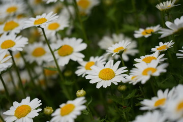 Fototapeta premium 春の花壇に咲くマーガレットの白い花