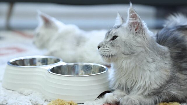 Cute Maine Coon cats near feeding bowls with dry pet food at home, camera moving in