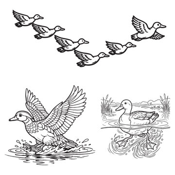 Flying Ducks V Formation Taking Off Water Swimming Underwater Pond Coloring Pages for Kids Adults Printable PDF Instant Download