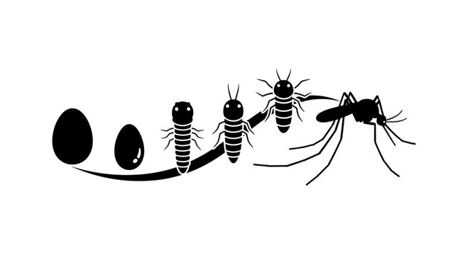 Mosquito life cycle diagram illustrates the biological development stages from egg to larva to pupa and finally the adult insect in a clear educational visual format.