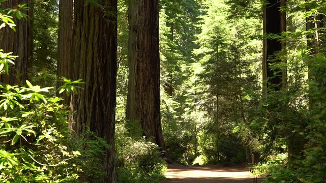 Redwood National Park Hiking Trail in Lady Bird Johnson Grove California USA World Heritage Site