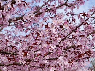 Fototapeta premium Sargent cherry (Prunus sargentii 'Rosensky') flowering in Sweden, cultivar of Sargent's cherry