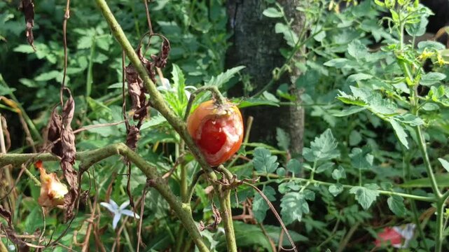close up Footage capturing a bird-bitten rotten orange tomato hanging on a branch within a messy green garden.