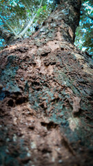 Fototapeta premium Low Angle Shot of Ancient Tree Trunk with Rough Mossy Bark Texture