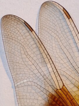 Background abstract - macro detail of dragonfly wings texture with intricate venation and amber tint on white background.