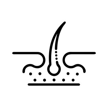 Hair follicle anatomy diagram for hair loss treatment and healthcare.