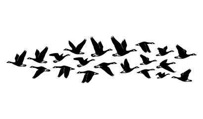 Migrating Flying Goose Silhouette Vector Illustration with Black Wildlife Bird Shapes © prosanjit