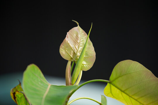 close up of green leaf