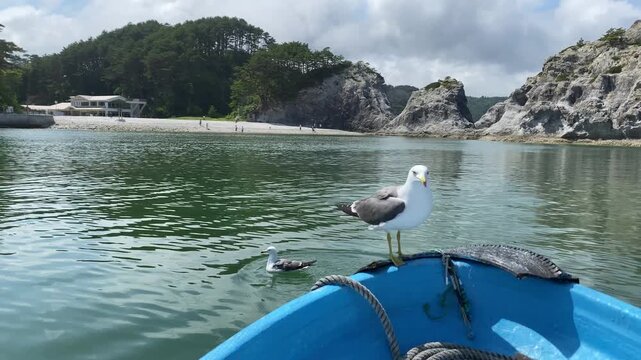 (岩手県宮古市)浄土ヶ浜の海を走る　ざっぱ小型船と餌をもらうウミネコ