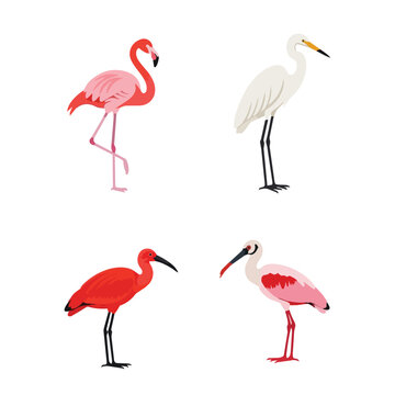 Set of tropical wading birds illustration featuring pink flamingo white egret scarlet ibis and roseate spoonbill isolated on white background