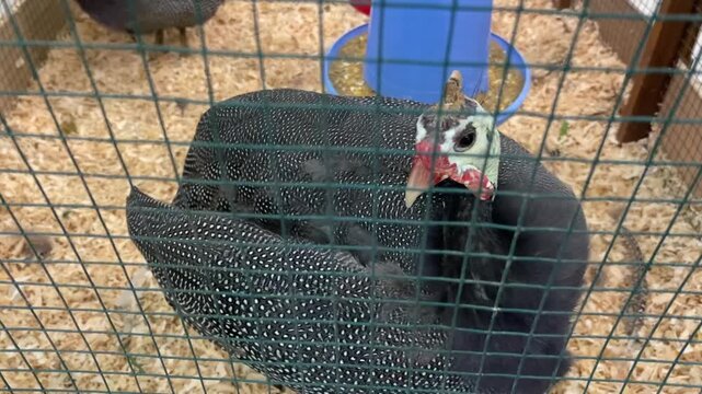A guineafowl with black and white spots is seen actively preening its feathers and moving nimbly in a wire cage with a sawdust base.