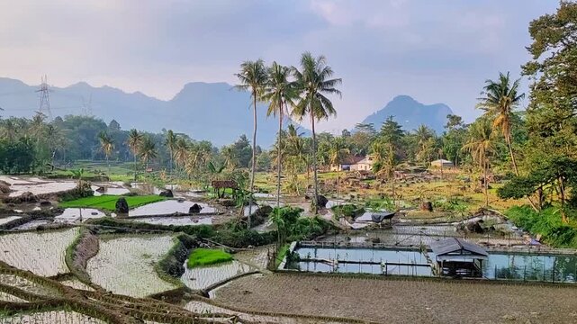 a video of a view of rice fields from a height that is soothing to the eyes