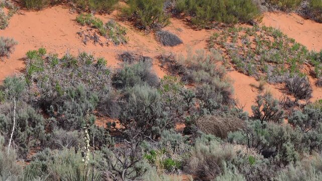 Hairy Woodpecker flies in, feeds on a yucca, and flies away at Coral Pink Sand Dunes SP in Utah - Part 2 of 3 in sequence