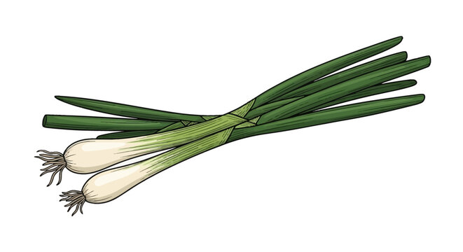 Hand drawn vector illustration of fresh green spring onions with long stalks and white bulbs with roots, isolated on white background. Raw organic vegetable scallions for cooking.