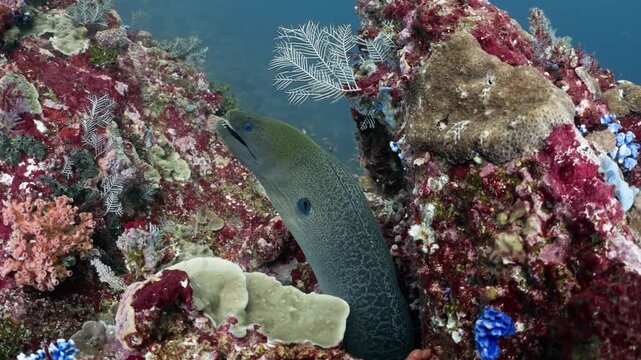 A wild Moray Eel resting in a hole of a tropical coral reef environment, breathing and showing its teeth. Scuba diving concept