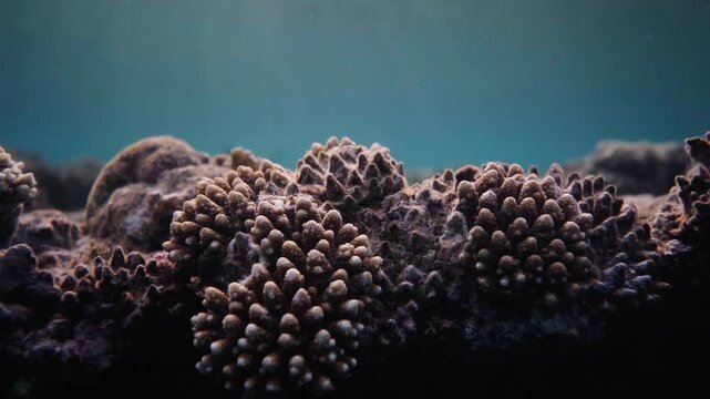 Macro shot gliding over hard coral polyps and natural textures on the ocean floor