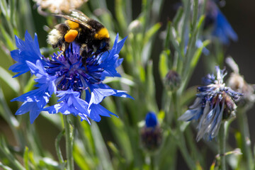 A bumble bee on a blue flower © Daniel