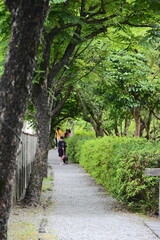 Fototapeta premium Yilan, Taiwan - May 02, 2026: Shaded gravel path with lichen-covered dark trunks and distant pedestrians, Luodong Forestry Culture Garden, Luodong Township, Yilan County, soft diffused light.