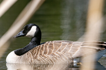 La Tuque, Quebec, 16 May 2026 : A Canada goose swims in water with reeds in the background. © Henry Saint John
