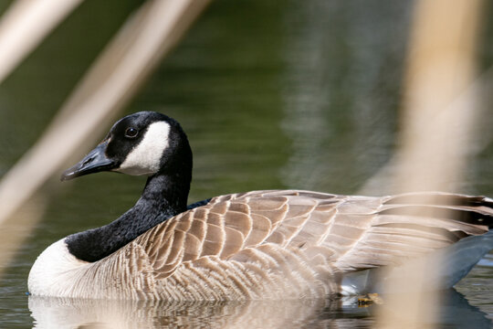 La Tuque, Quebec, 16 May 2026 : A Canada goose swims in water with reeds in the background.