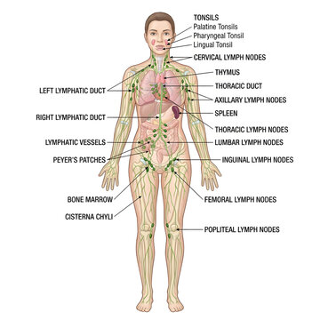 Anatomical illustration of the human lymphatic system with lymph nodes, human body