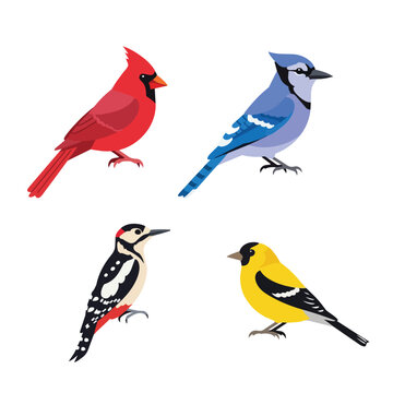 Set of North American birds illustration featuring northern cardinal, blue jay, woodpecker, and goldfinch isolated on white background