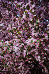 Fototapeta premium The blooming begonia flowers are in spring.