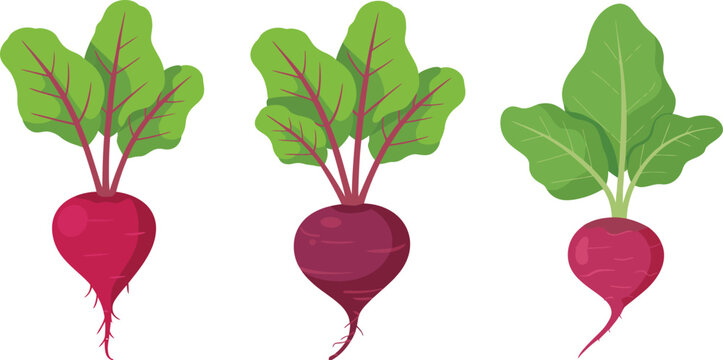 Three beets with green leaves illustration
