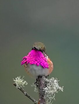Male Calliope Hummingbird Perched on a Lichen Covered Branch in Nature