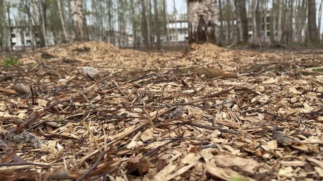 Birch grove mulch bed park spring, cinematic closeup of scattered bark chips and dried leaves with solitary birch branch