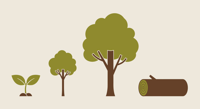 Tree growth stages illustration.