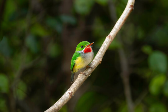 The Vibrant Puerto Rican Tody