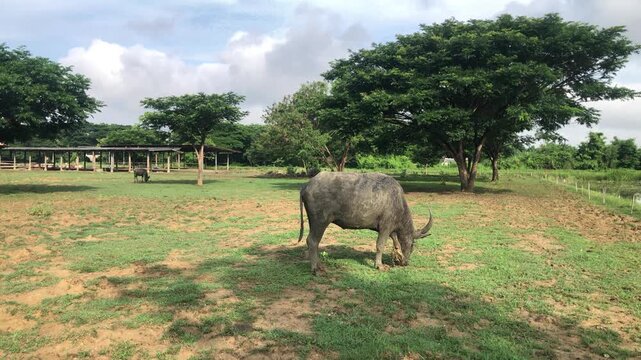 Asian Water Buffalo Grazing and Eating Grass in a Muddy Pasture on a Rural Farm in Thailand