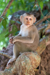 Naklejka premium A young monkey sits on a branch in a lush green forest in Angkor Wat, Siem Rep, Cambodia. The primate looks curiously into the distance, its fur light brown and white.