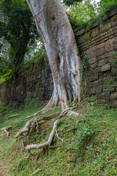 A large tree with exposed roots grows over ancient stone ruins in the jungle of Angkor Thom North Gate, Siem Rep, Cambodia. The roots are slowly consuming the weathered blocks of the wall.