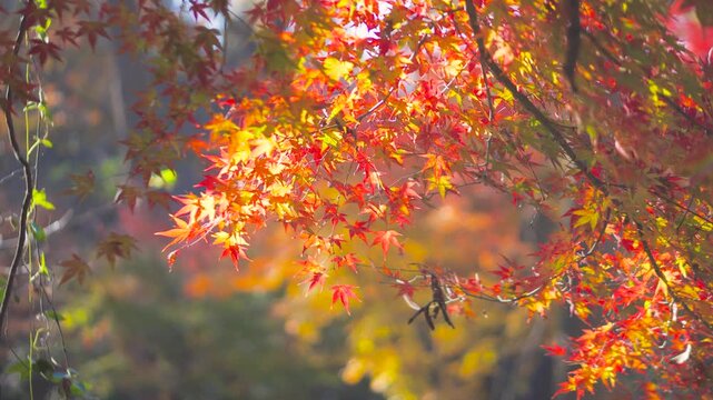 Vibrant autumn maple leaves glowing in sunlight