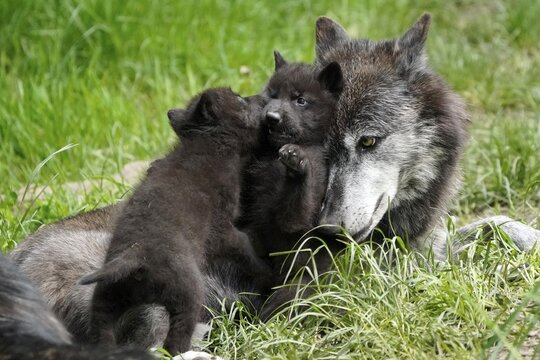 Timberwolf, American wolf (Canis lupus occidentalis), captive, pups with adult, Germany