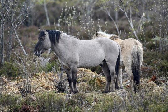 Konik horses, backbred forest tarpan (Equus islandicus), Schliffkopf, Black Forest National Park, near Baiersbronn, Freudenstadt district, Baden-W&uuml;rttemberg, Germany