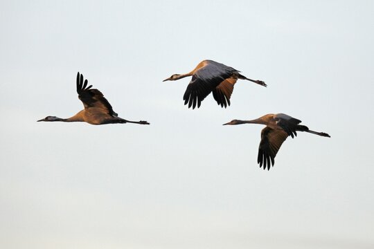 Cranes (Grus grus), flying in swarm, Western Pomerania Lagoon Area National Park, Mecklenburg-Western Pomerania, Germany