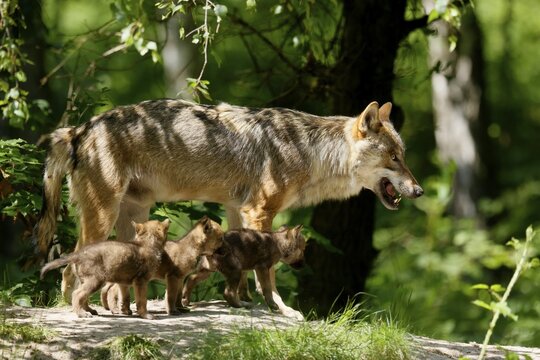 European gray wolf (Canis lupus) alpha wolf with pups, Germany