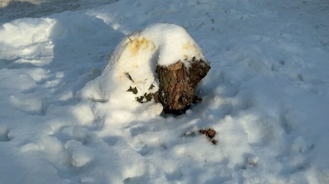 Snow covered stump with urine stains in winter yard after dog walk, golden sunlight highlights yellow discoloration on compacted