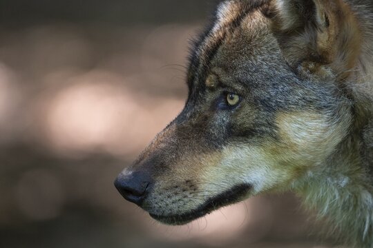 Gray wolf (Canis lupus), portrait, Neuhaus, Lower Saxony, Germany