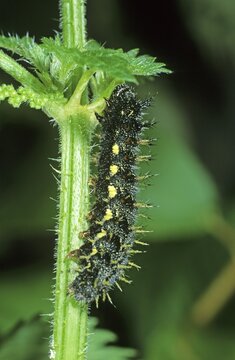 Red Admiral (Vanessa atalanta), caterpillar on stinging nettle