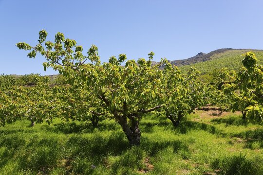 A landscape with green fruit trees in front of a mountain under a clear blue sky, cherry trees, Valle del Jerte, Jerte Valley, C&aacute;ceres, Caceres, Extremadura, Spain