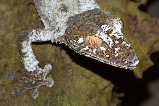Giant Leaf-tailed Gecko (Uroplatus fimbriatus), Nosy Mangabe, Masoala National Park, Madagascar