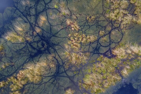 Aerial view, vegetation and bog ponds, Goldenstedter Moor, Oldenburger M&uuml;nsterland, Lower Saxony, Germany