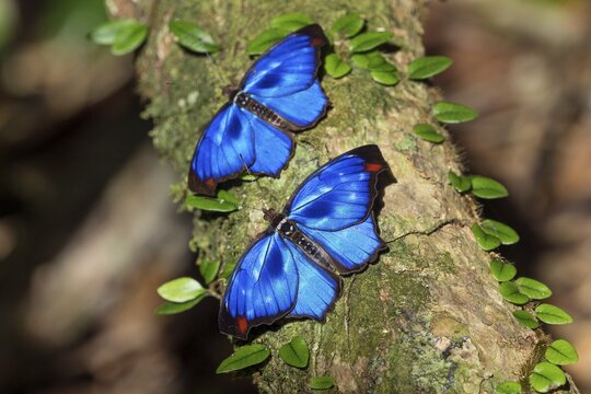 Iridescent blue butterflies (Myscelia orsis), Mata Atlantica, Bahia, Brazil