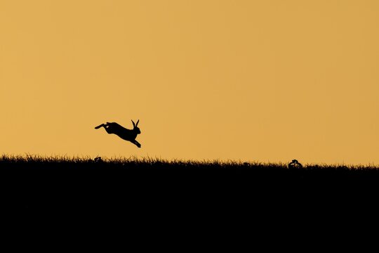 Brown hare (Lepus europaeus) adult leaping on a hill at sunset, Suffolk, England, United kingdom